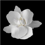 Elegant Orchid Bridal Hair Clip White or Ivory