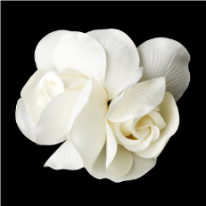 Elegant Double Rose Flower Hair Clip