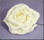 Elegant Ivory Rose