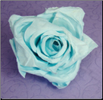Elegant Light Blue Rose