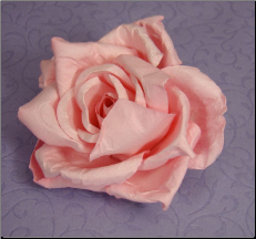 Elegant Pink Rose
