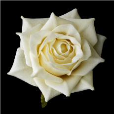Bridal Hair Flower- Velvet Ivory Rose Hair Clip