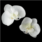 Natural Looking Twin Orchid Bridal Flower Hair Clips- set of 2 flowers