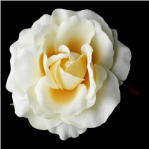 Classic Butter Cream Rose Bridal Flower Hair Clip