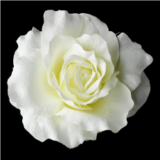 Classic Ravish Diamond White Rose Flower Hair Clip