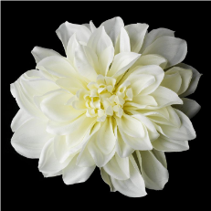 Elegant Bridal Diamond White Dahlia Flower Hair Clip