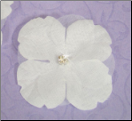 Elegant White Sheer Bridal Flower