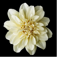 Elegant Wedding Bridal Flower Hair Clip - Ivory Dahlia