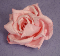 Elegant Pink Rose
