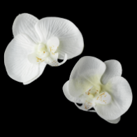 Natural Looking Twin Orchid Bridal Flower Hair Clips- set of 2 flowers
