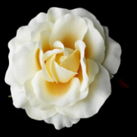 Classic Butter Cream Rose Bridal Flower Hair Clip