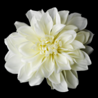 Elegant Bridal Diamond White Dahlia Flower Hair Clip