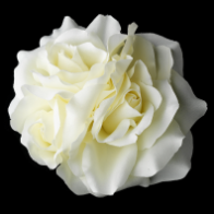 Diamond White Garden Rose Cluster Flower Hair Clip